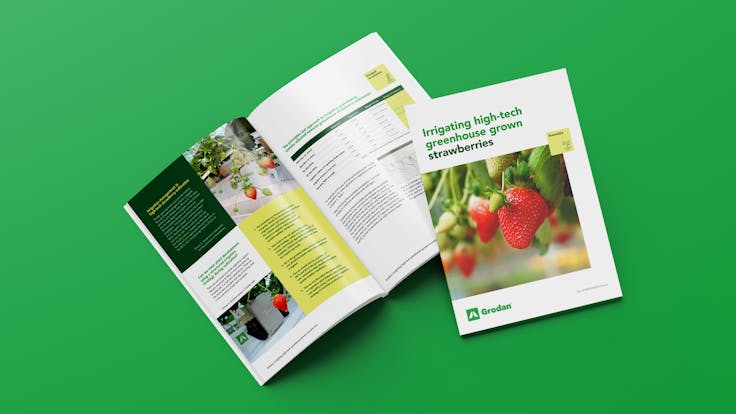 Mockup strawberry article, Strawberry cultivation: Irrigating high tech greenhouse grown strawberries