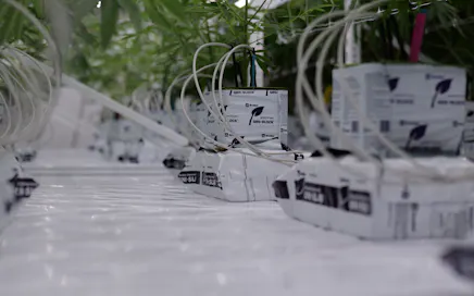 Growing Solutions