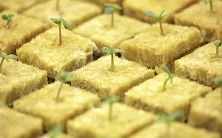 Grodan 101 | Grodan Stone Wool for Cannabis Cultivation