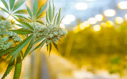 The Case for Stone Wool in High-Performance Commercial Cannabis Cultivation