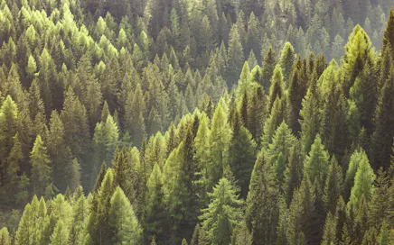 A net carbon negative impact