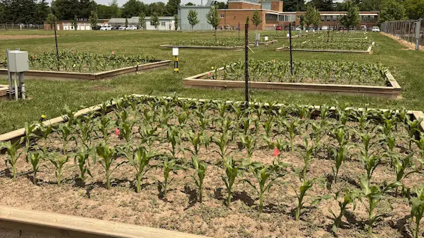 Grodan and Vineland 6