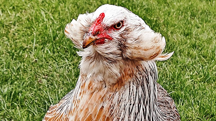 magazin, online magazin, magazine, der rote hahn, der rote hahn sitzt auf dem dach, huhn, chicken, hen, hühnerstall, germany