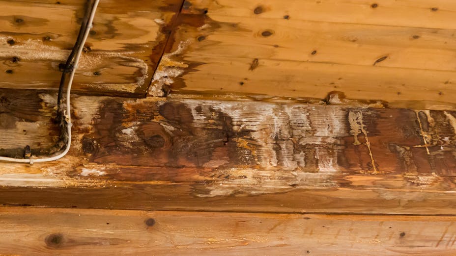 Schimmel und Bauschäden durch Feuchtigkeit – Lösungen von ROCKWOOL finden