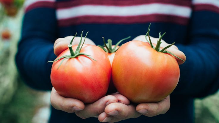 Kazmierczak Family, Water Properties, tomatoes