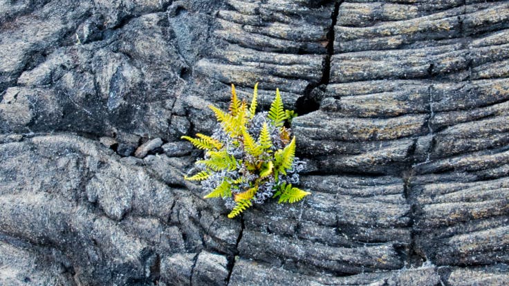 Properties in every ROCKWOOL insulation product by nature.