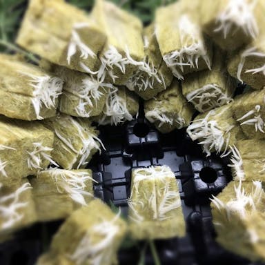 Medicinal crops whitepaper