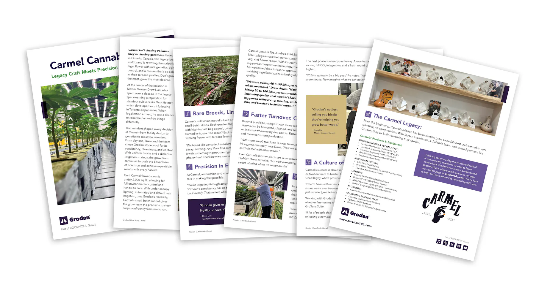 Carmel Cannabis Case Study Cover