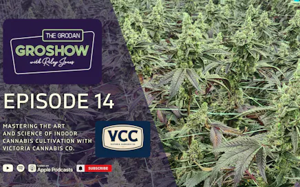 Mastering the Art and Science of Indoor Cannabis Cultivation with Victoria Cannabis Co.
