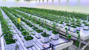 Sinceritas medicinal cannabis cultivation facility