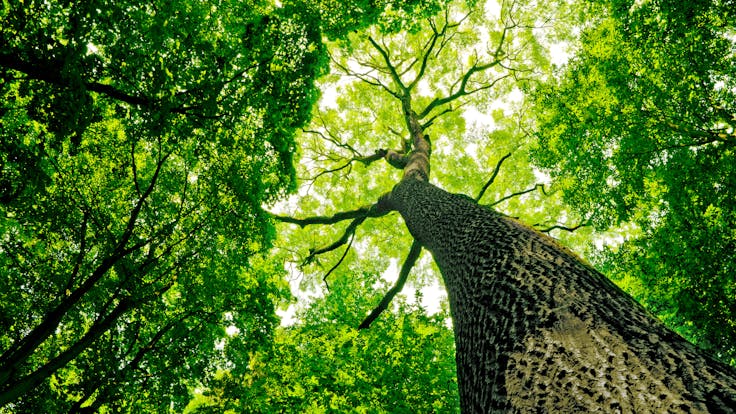 Tree, Nature, Forrest