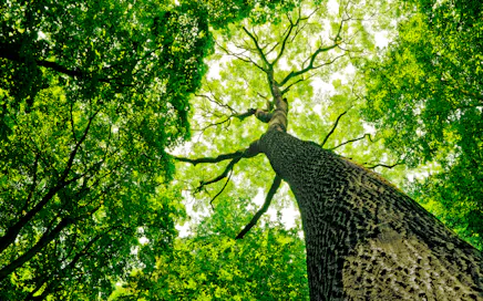 Budownictwo ekologiczne – natura i bezpieczeństwo | ROCKWOOL