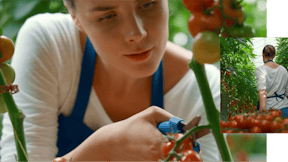 Grodan greenhouse tomato woman