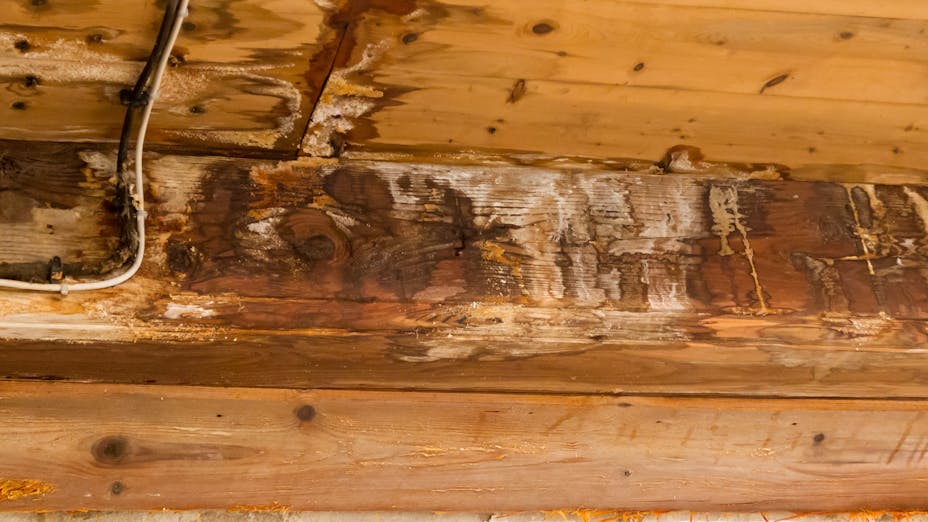 Schimmel und Bauschäden durch Feuchtigkeit – Lösungen von ROCKWOOL finden