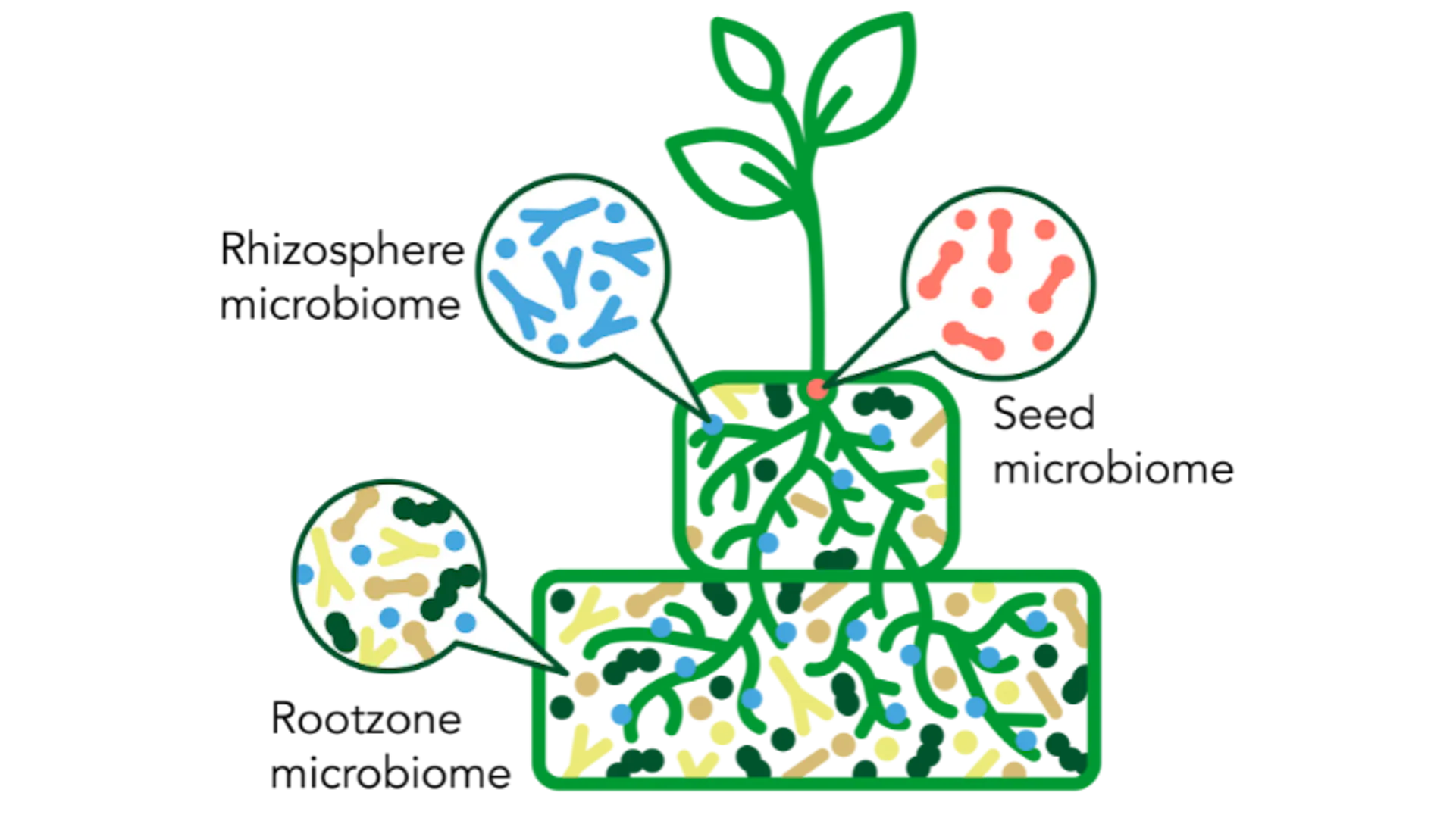 Microbes