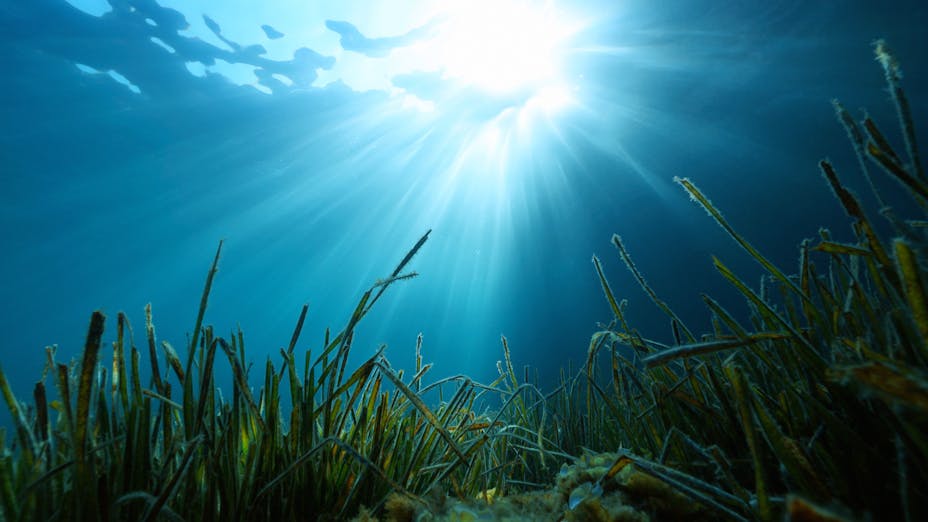 Denmark SailGP Team presented by ROCKWOOL with the Impact League trophy