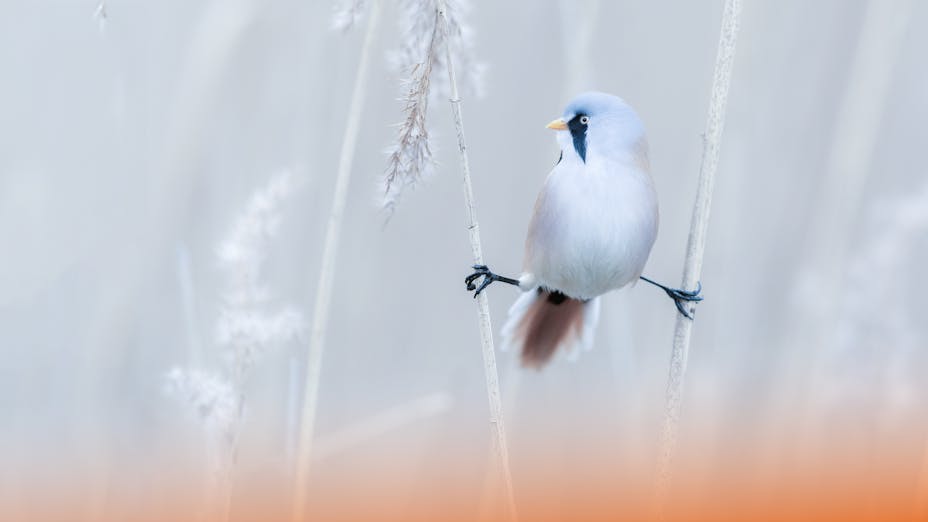 Eiskalte Strategien – Wärmedämmung und Kälteschutz mit Steinen gibt es auch in der Tierwelt.