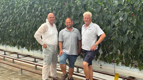 Tangmere UK pepper grower