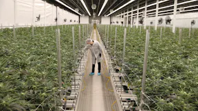 Channel Shot - Cannara Biotech (P2)