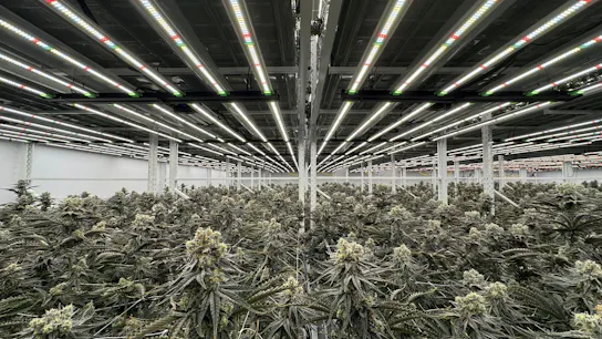 Sublime Culture cannabis flowering room