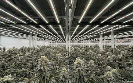 Crafted for the Culture: Cannabis Genetics, Crop Steering & Export