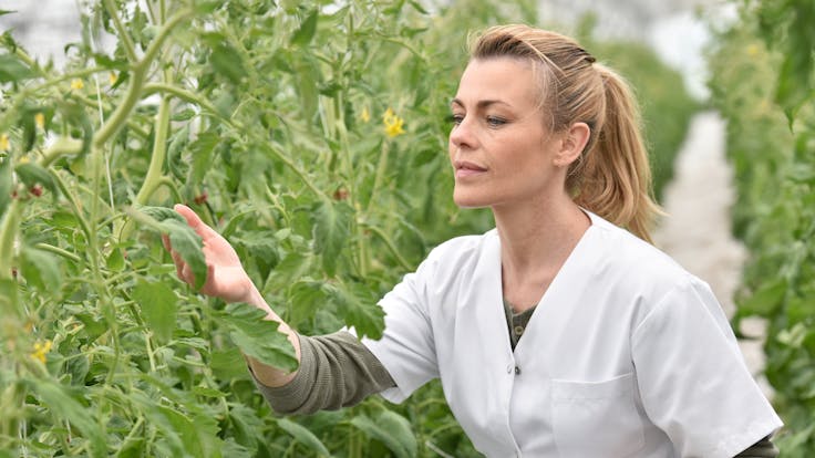 Woman in greenhouse Agronomist analysing plants in greenhouse. People, Grodan, Green, Horticulture.