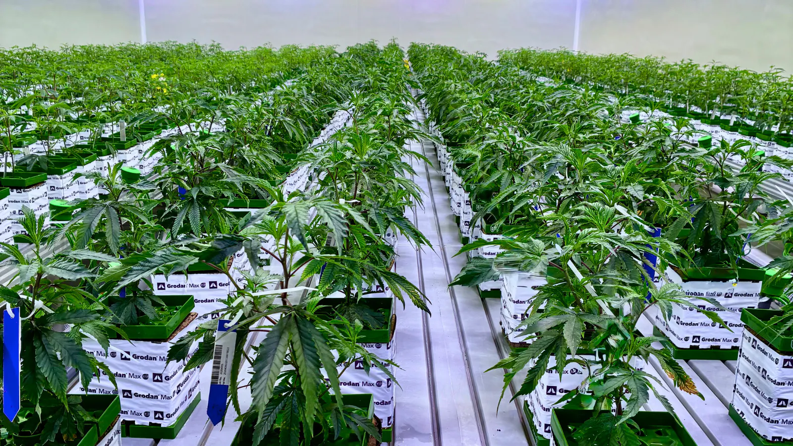 Uniform rows of medicinal cannabis plants growing in Grodan stone wool at Sinceritas