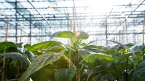 learning, dry sweet pepper, greenhouse, plants, 6-phase model, cultivation period, cultivation phase, grodan