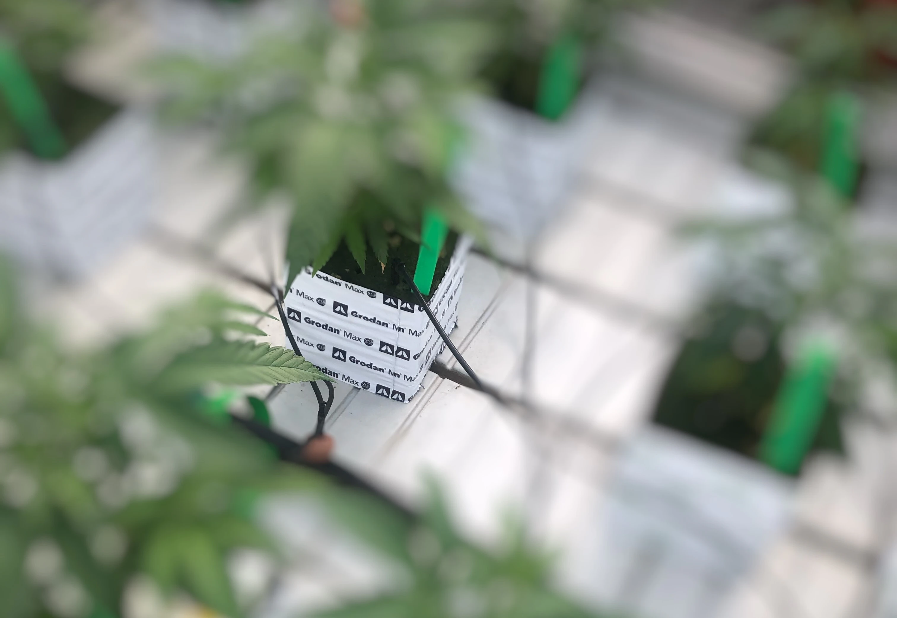 Medicinal crops article: How Perfect Plants converted the crisis into new opportunities