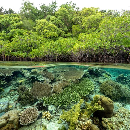 Mangrove forest and coral reefs in the split shot, Gam Island Raja Ampat Indonesia.