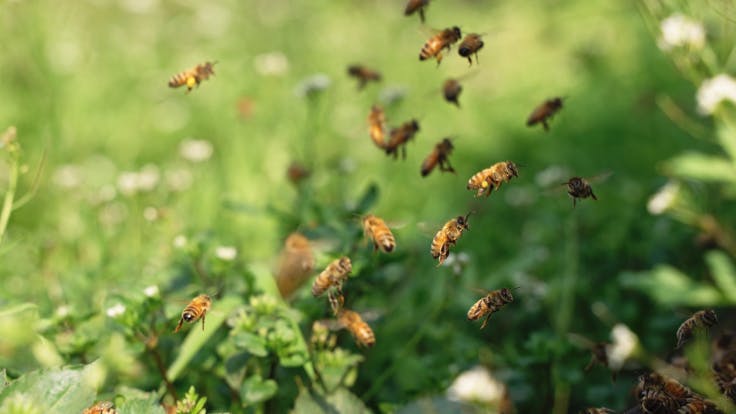 Grodan bees biodiversity