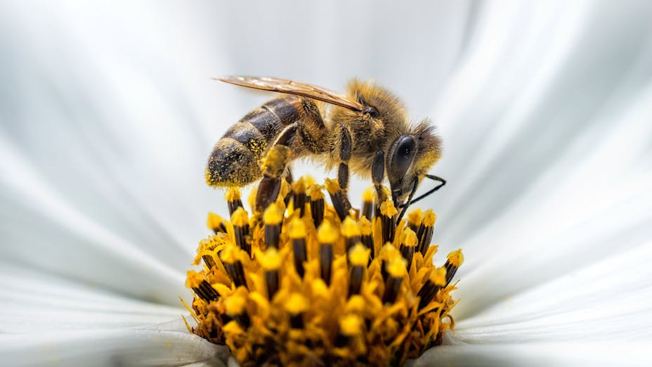 Urban nature, Bee sitting on flower