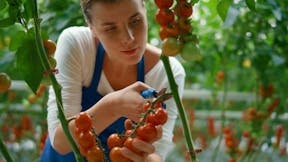 Grodan greenhouse tomato woman