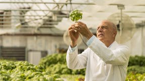 Man checking green basil plants in greenhouse.  GRODAN, Green, Horticulture.