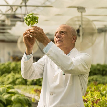 Man checking green basil plants in greenhouse.  GRODAN, Green, Horticulture.