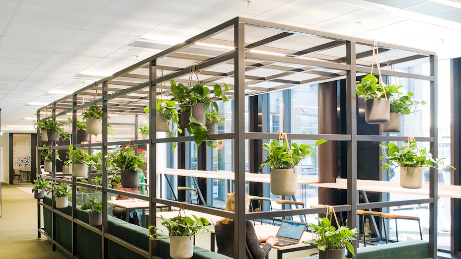 bureau avec plafond acoustique et plantes