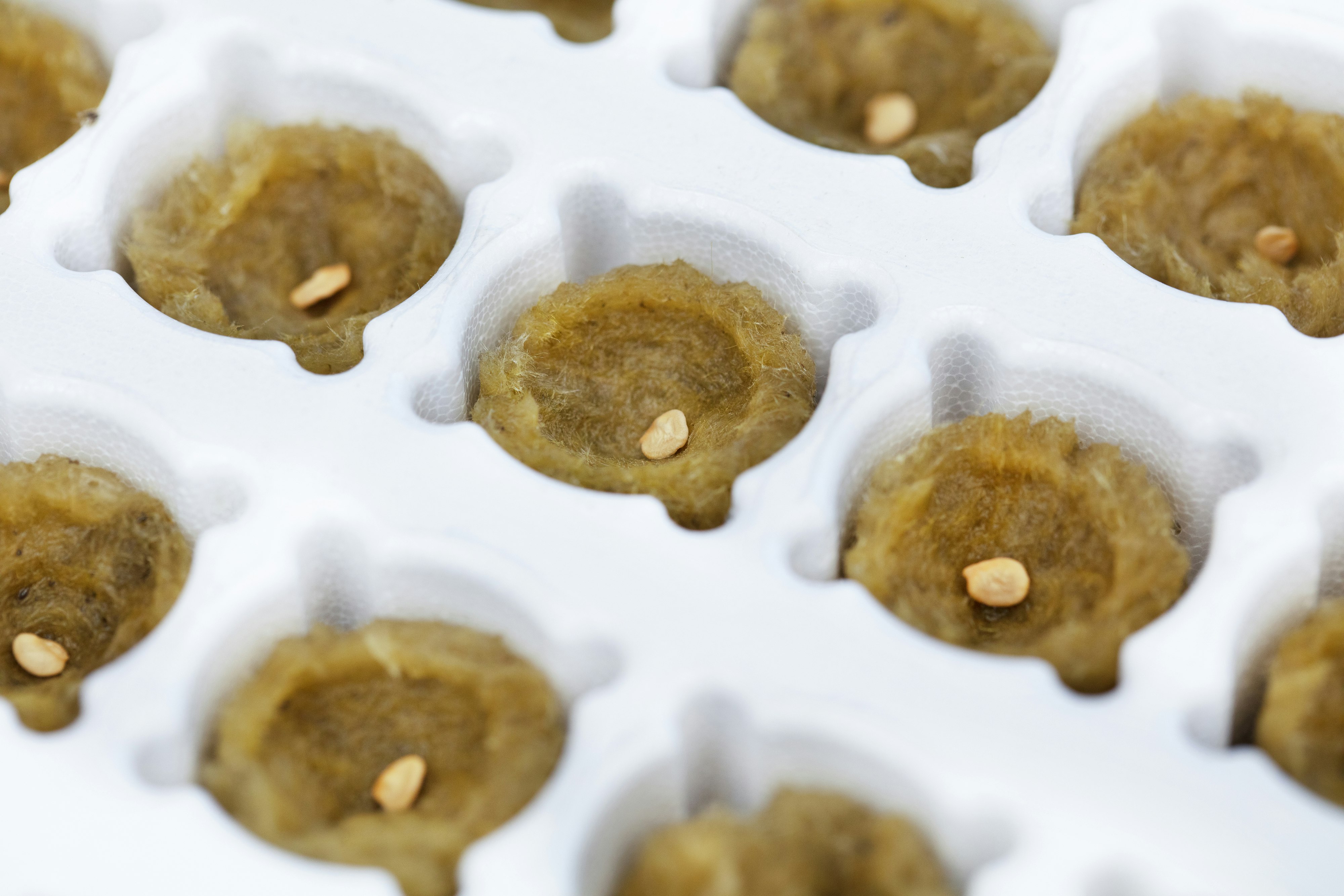 Plantop NG2.0 Conical Plug Wetting line