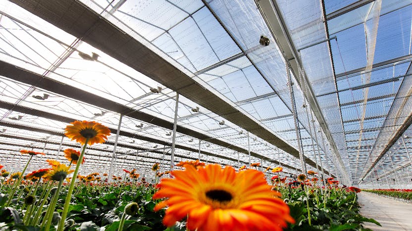 grodan, flower, bio diversity, blog, article, greenhouse