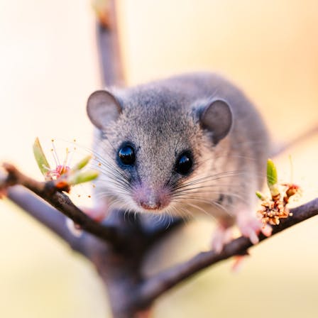 shot of a woodland dormouse on a tree with white flowers, a dormouse with a gray coat, wild nature, a very small squirrel,
