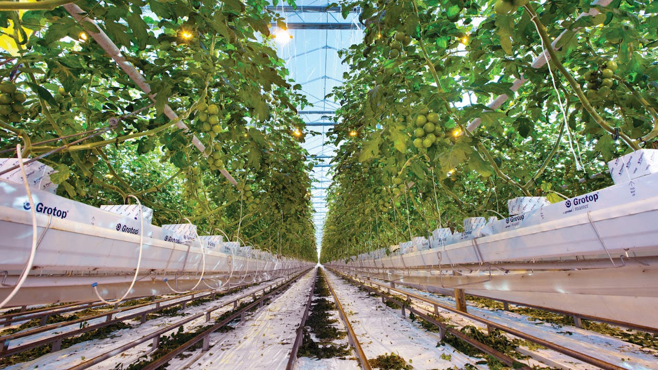 Dutch greenhouse with tomatoes grown in GRODAN