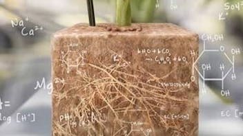 Block with roots visual
