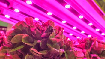 visual, led lighting, grow lettuce, inside