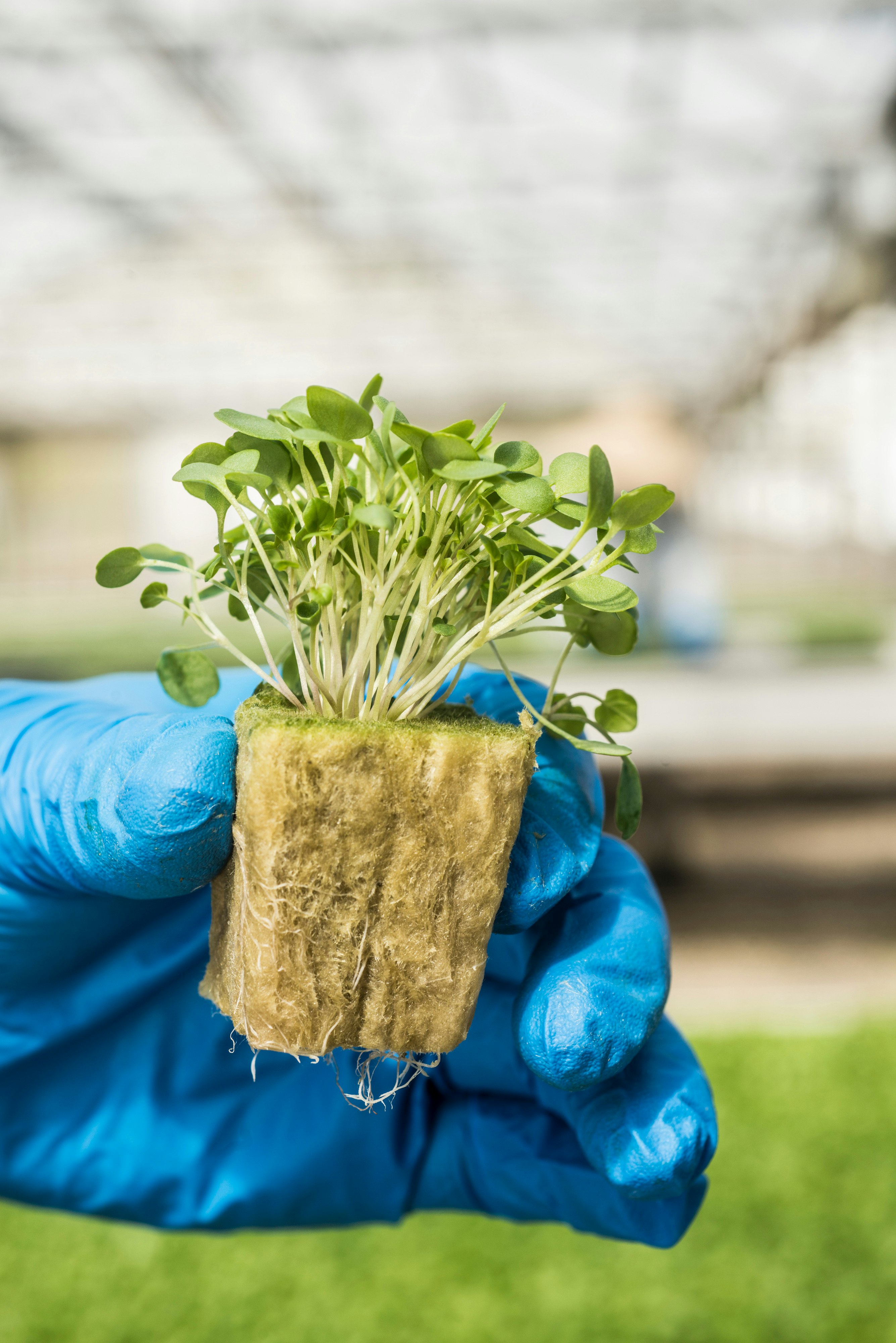 Growing solutions, growth, quality, innovative, development, AO plug, grodan