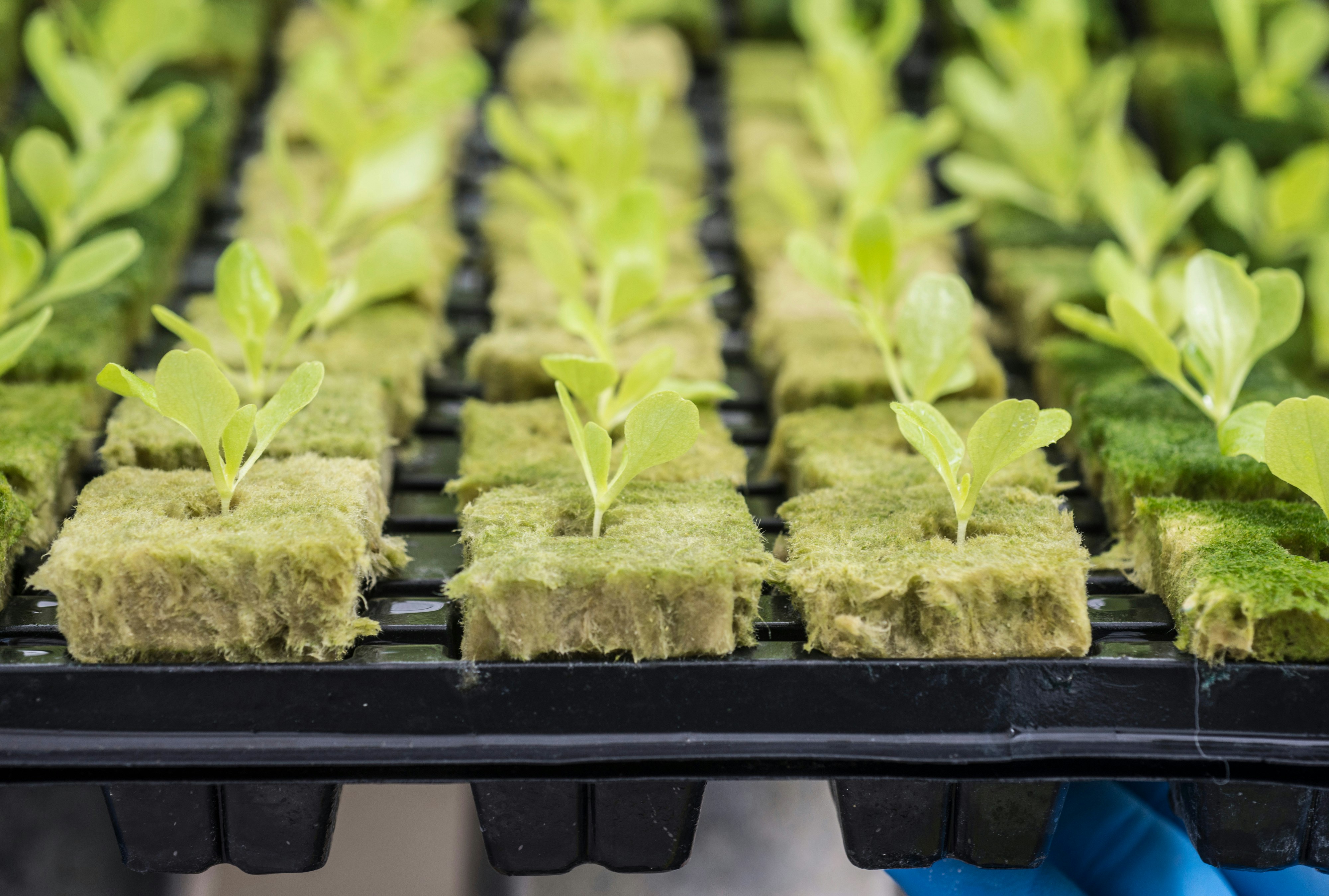 Used pictures Lettuce Brochure / Wetting Instructions / 3-phase model / Whitepaper