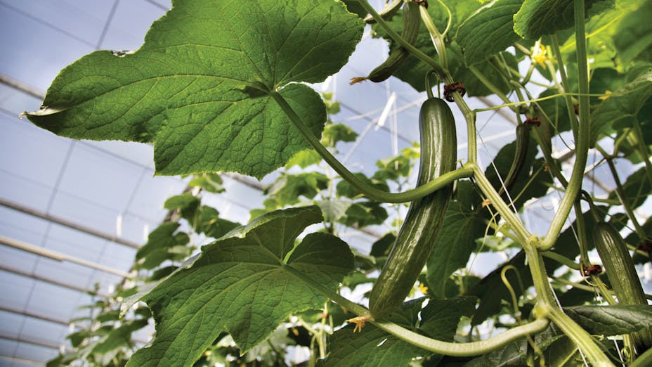 Detail of cucumber crop in greenhouse
