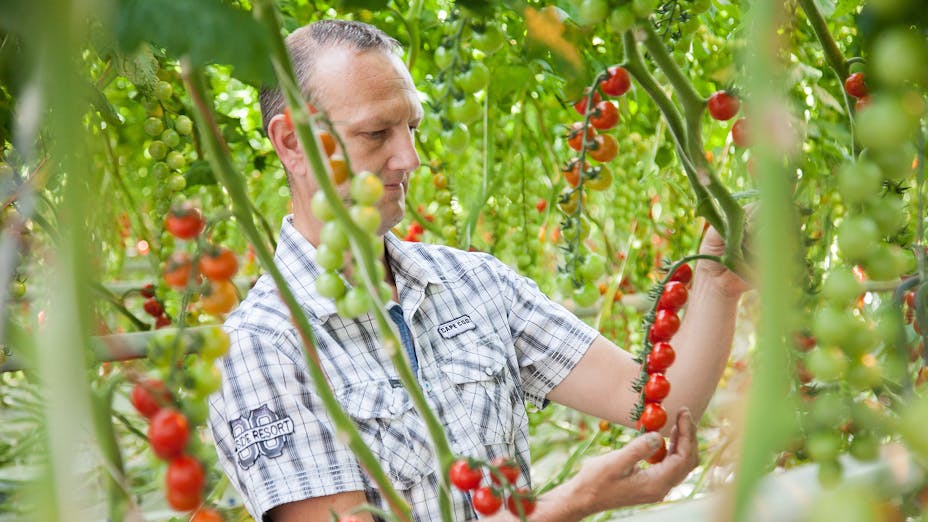 Man standing between rows of tomato plants looking at a tomato bunch