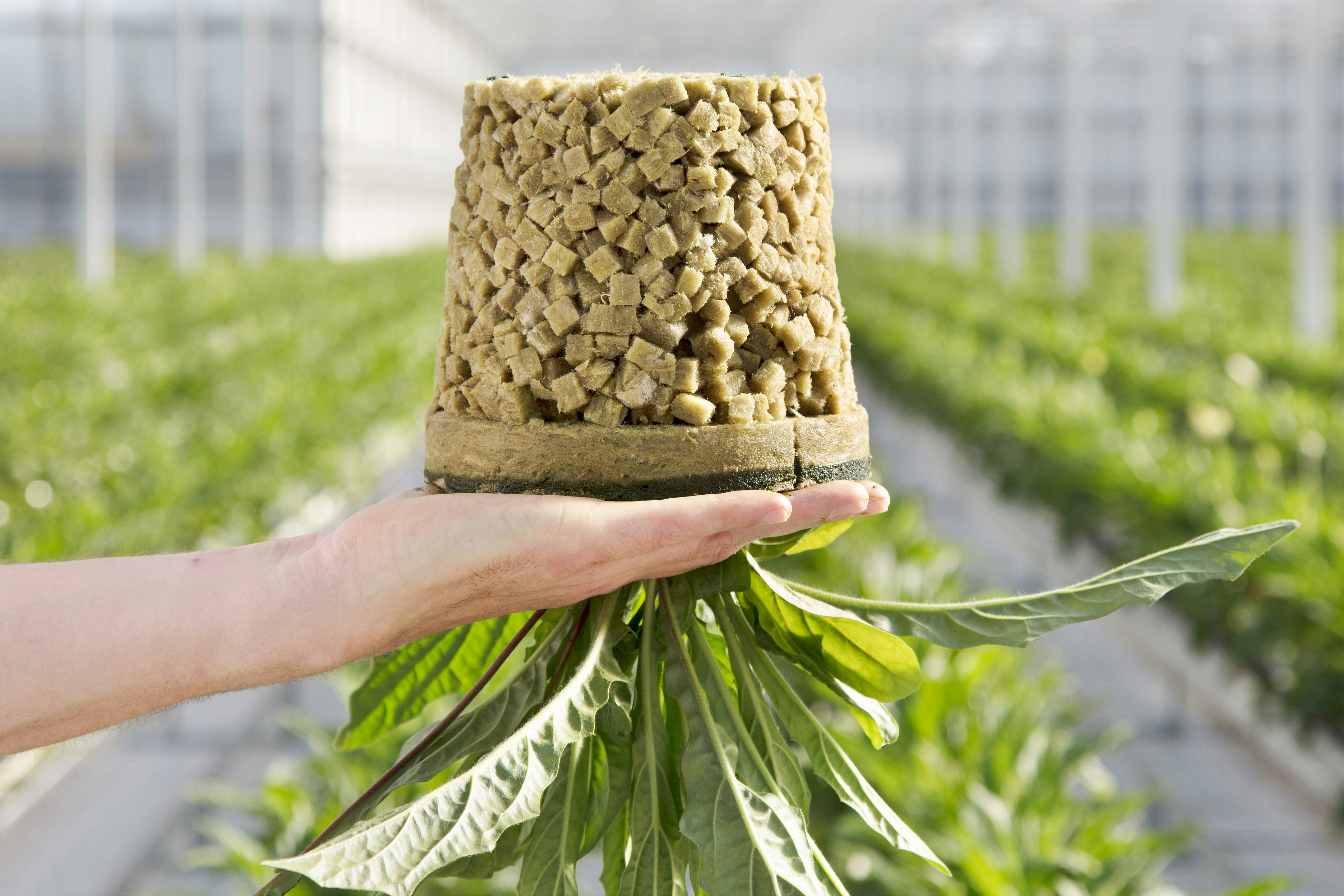 gerbera, greenhouse, hydroponic, growing,