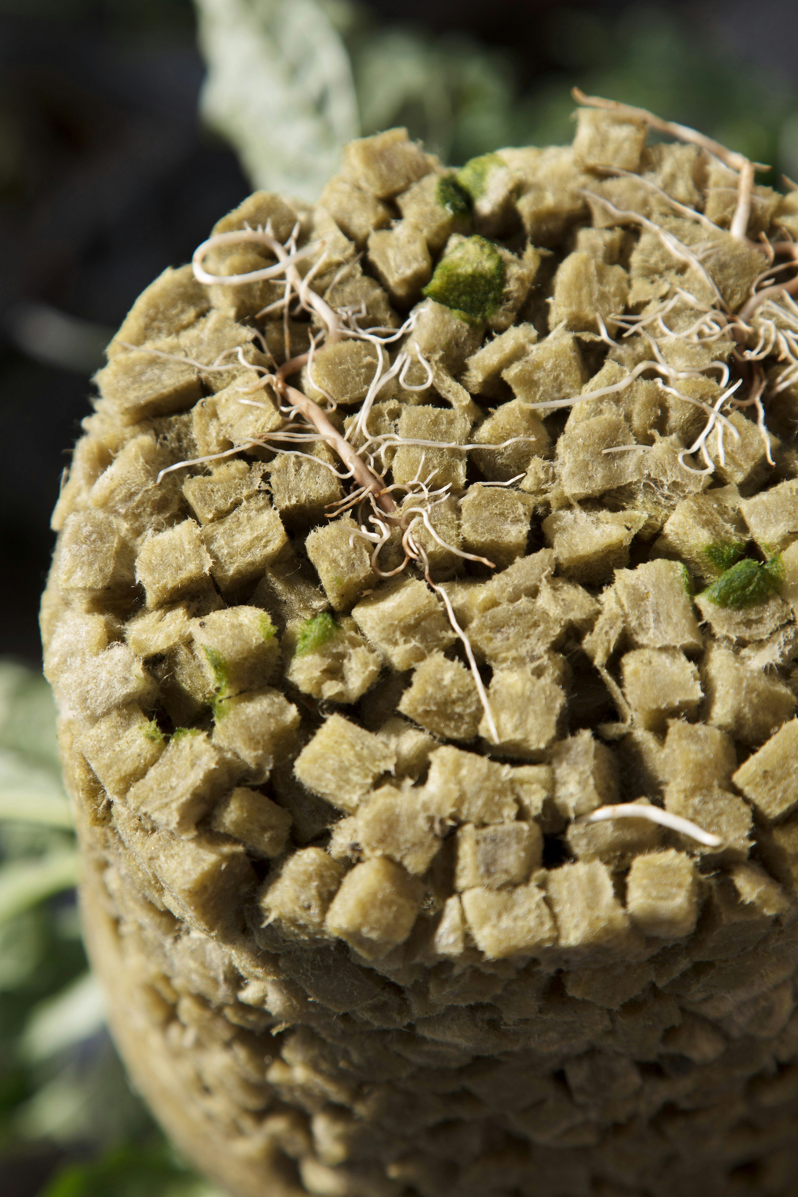gerbera, greenhouse, hydroponic, growing,