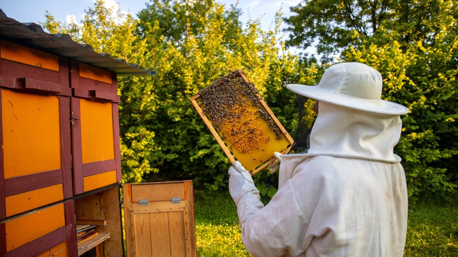 Beekeeper holding bee hives with honey