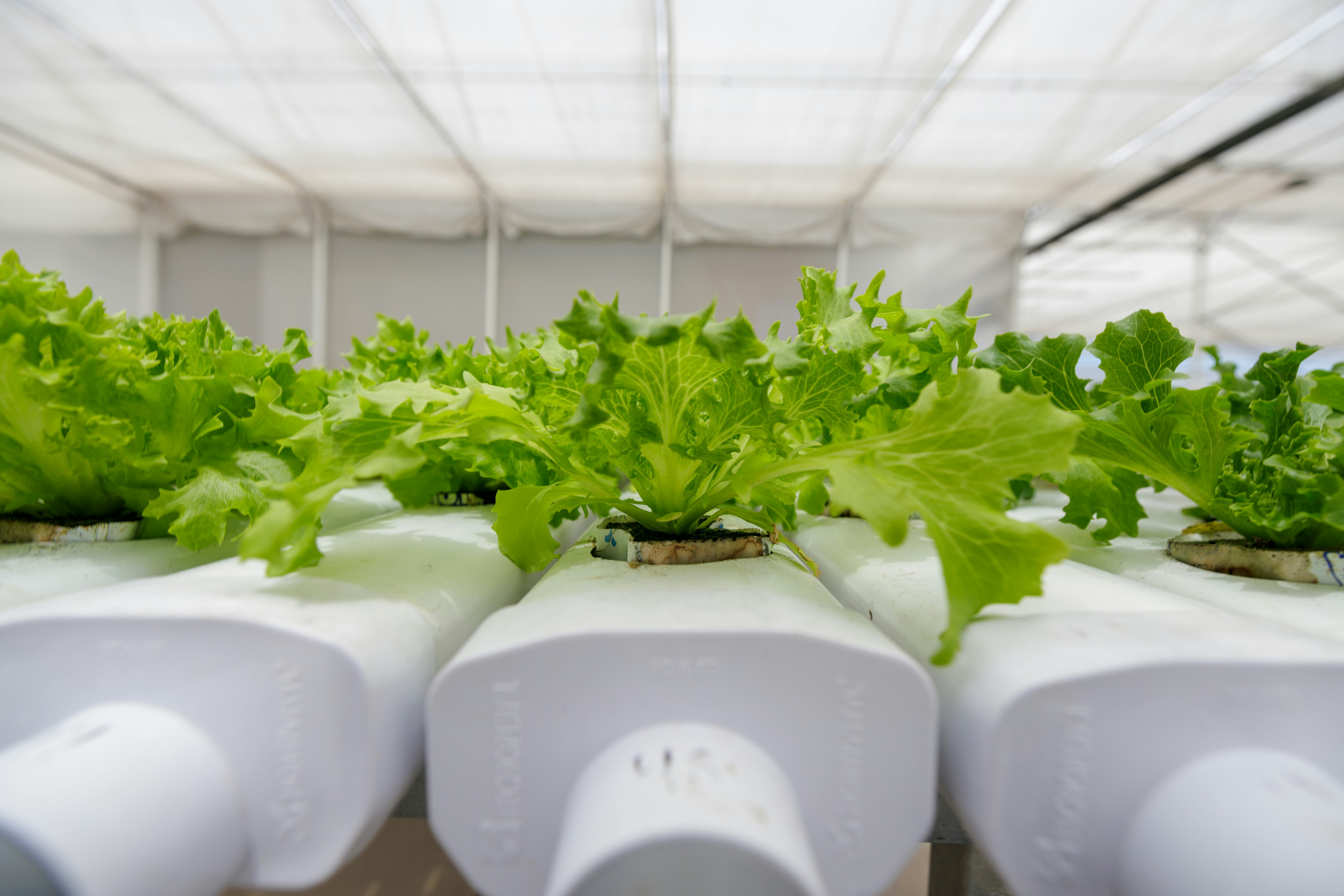 Interview / case study with Sebastian Pacheco from Pura Hoja